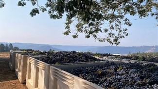 El Dorado vineyard views merlot grapes with mountains in background