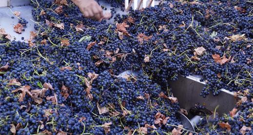 Grapes in Destemmer at Myka Cellars' Winery Harvest 2020