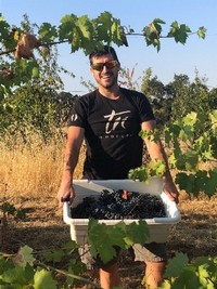 Mica harvesting Zinfandel grapes