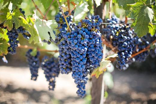 Nebbiolo grapes on the vine