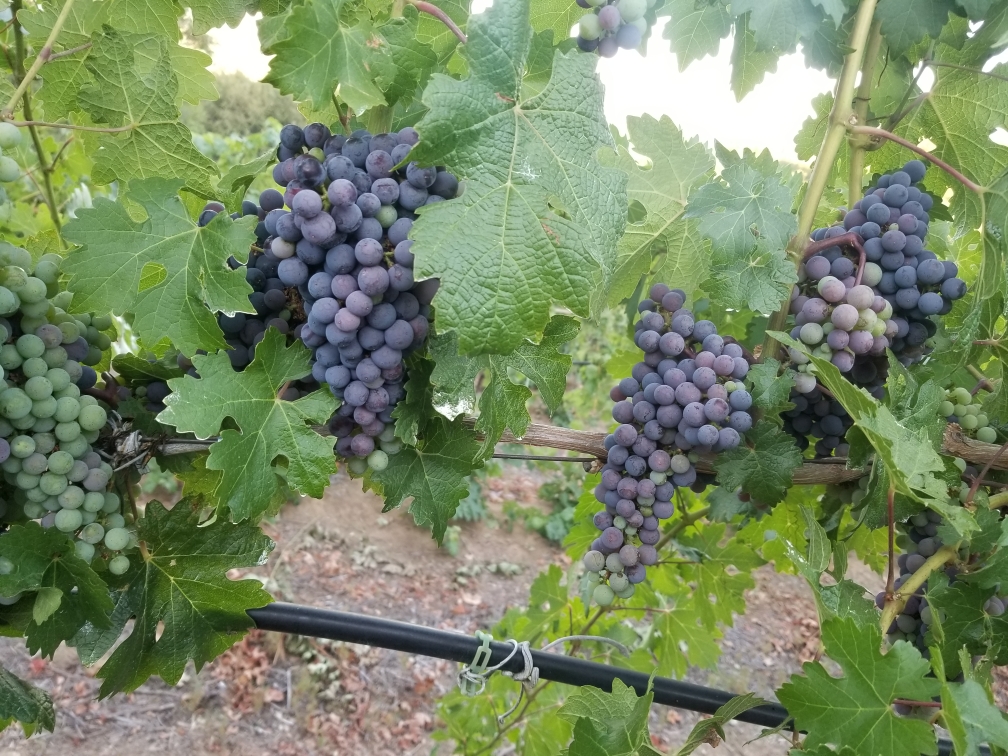Grapes from Jodar Estate Vineyard