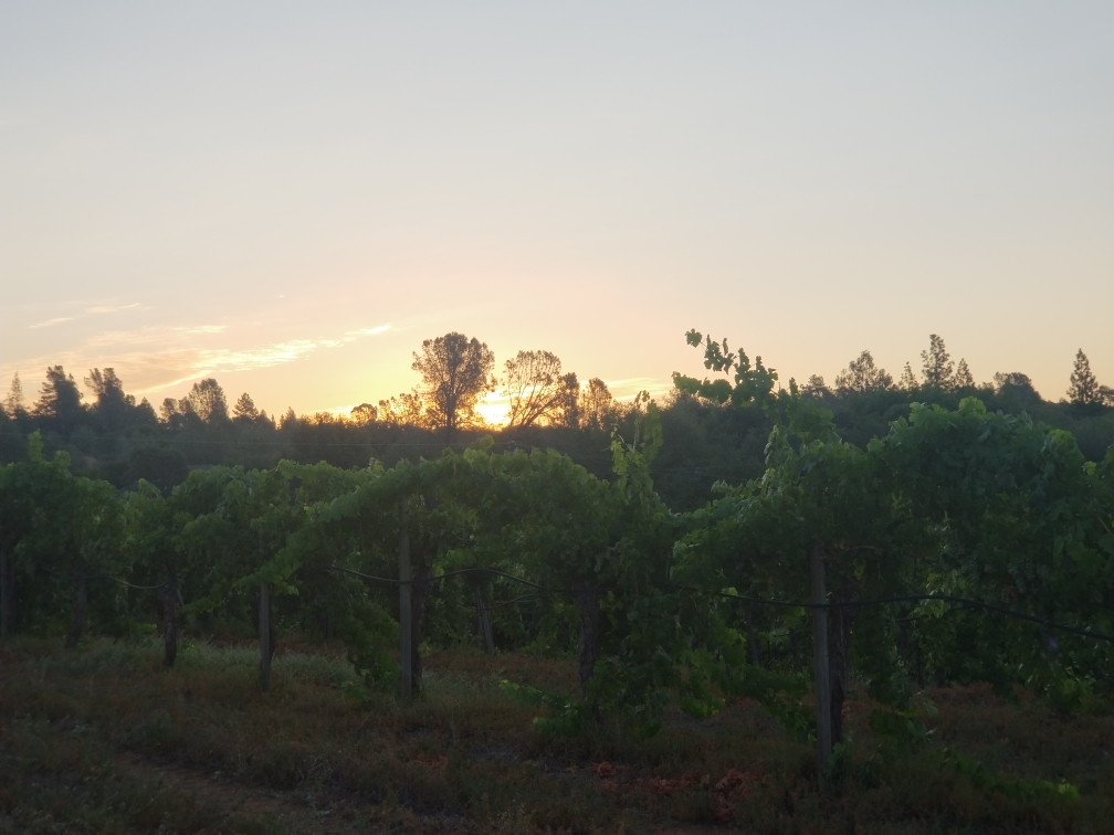 Jodar Vineyard Sunset