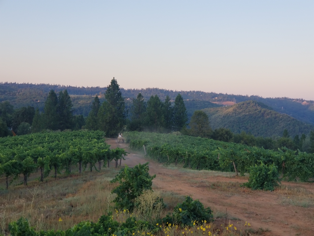 View from Jodar Estate Vineyard