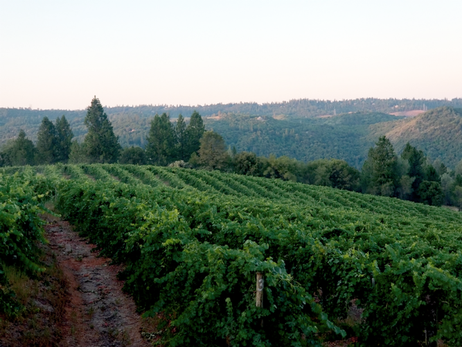 Overlook of Jodar Vineyard