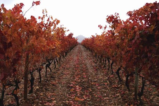 Tempranillo Vineyard